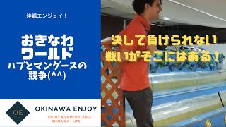 【沖縄観光】おきなわワールドの「ハブとマングースショーの競争」