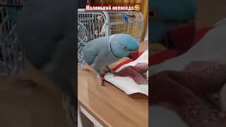 Годовалый ребёночек опять везде лезет🤣ожереловый попугай Микки#топотусенькость #шкодюсенькость