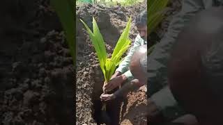 வரப்புகளில் தென்னை வைக்கும் போது கவனிக்க வேண்டியவை!!  #shorts #youtubeshorts  #coconutcultivation