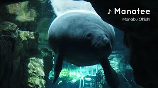 【Piano Solo】「MANATEE」大石学 （作曲・アレンジ・演奏）