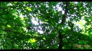 Vojto - Relax 2073 - Les - Forest - Full HD