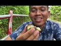 festival buah kulon progo 2025 pencarian buah tin ke timur vlog 2