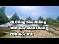 Vườn Sầu Riêng Hậu Giang | 26 Công Sầu Riêng Hơn 500 Gốc 4 Năm Tuổi