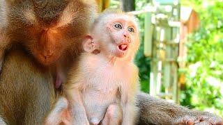 Amazing Baby! Tiny baby Leo tries to talk with Cameraman for long time #ashleymonkey #libbymonkey