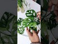 PROPAGATION MONSTERA ADANSONII