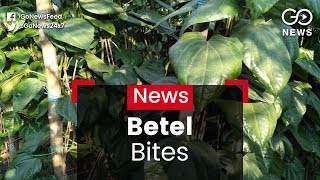 Bundelkhand Bitten By Betel