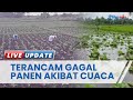 Petani Tembakau di Lumajang Terancam Gagal Panen akibat Anomali Cuaca, Pemerintah Belum Bisa Bantu