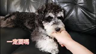 Schnauzer雪納瑞【旺仔成長日記】測試旺仔會不會護食-11個月