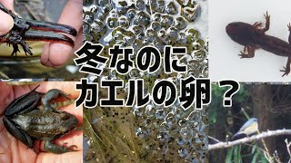 【観察】冬に見れる？今度はヤマアカガエルの卵！This Time Finding Montane Brown Frog's Spawn in Winter!!