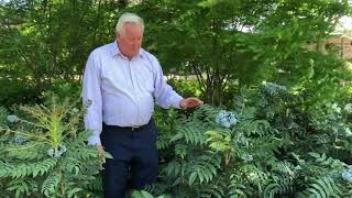 Plant Features: Mahonia