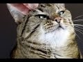 Symptoms of cats worms 🐛🐛🐛|How to Check Cats for Worms ? Symptoms of cats worms 🐛🐛🐛|How to Check Cats for Worms ?