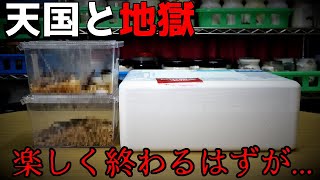 最高峰の赤いクワガタに珍種のクワガタムシ！増種に羽化...楽しいはずなのに凄く悲しいです。