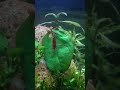 TIME-LAPSE - Shrimp and Snails eating spinach #Shorts