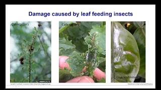 Identifying leaf feeding pests in production nurseries