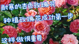 漂亮的杏色玫瑰，Rosa Apricot Drift。【莎拉养花】