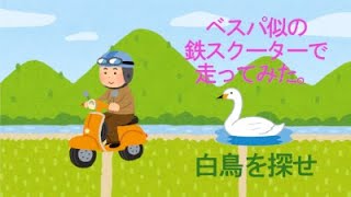 白鳥を探せ！　ベスパ似の鉄スクーターで走ってみた #5