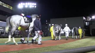 ホワイトクリスマス賞　芦毛・白毛限定レース　パドック映像　川崎競馬　2013年　競馬タウン