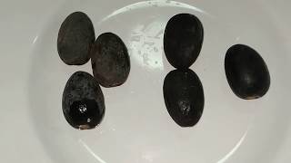 Kembayau or Borneo olive (Dacryodes rostrata) - boiled vs soaked