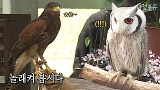 아프리카 흰 얼굴 부엉이가 놀라면 나오는 특이한 반응?!! 냅다 매 보여주는 스펀지...｜KBS 스펀지 070414 방송