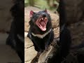 angry tasmanian devil sound effect #shorts