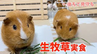 【モルモット】兄弟が生牧草食べてる後ろで見守る女子達