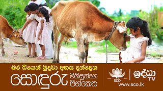 මර බියෙන් මුදවා අභය දන්දෙන සොඳුරු මිනිසුන්ගේ සොඳුරු පින්කෙත | Shraddha Abhaya Dana