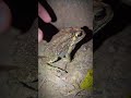 Funny frog when touching it | funny for laughing with toad and frog | tep longheng funny