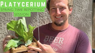 Repotting Demo for Platycerium angolense/elephantotis