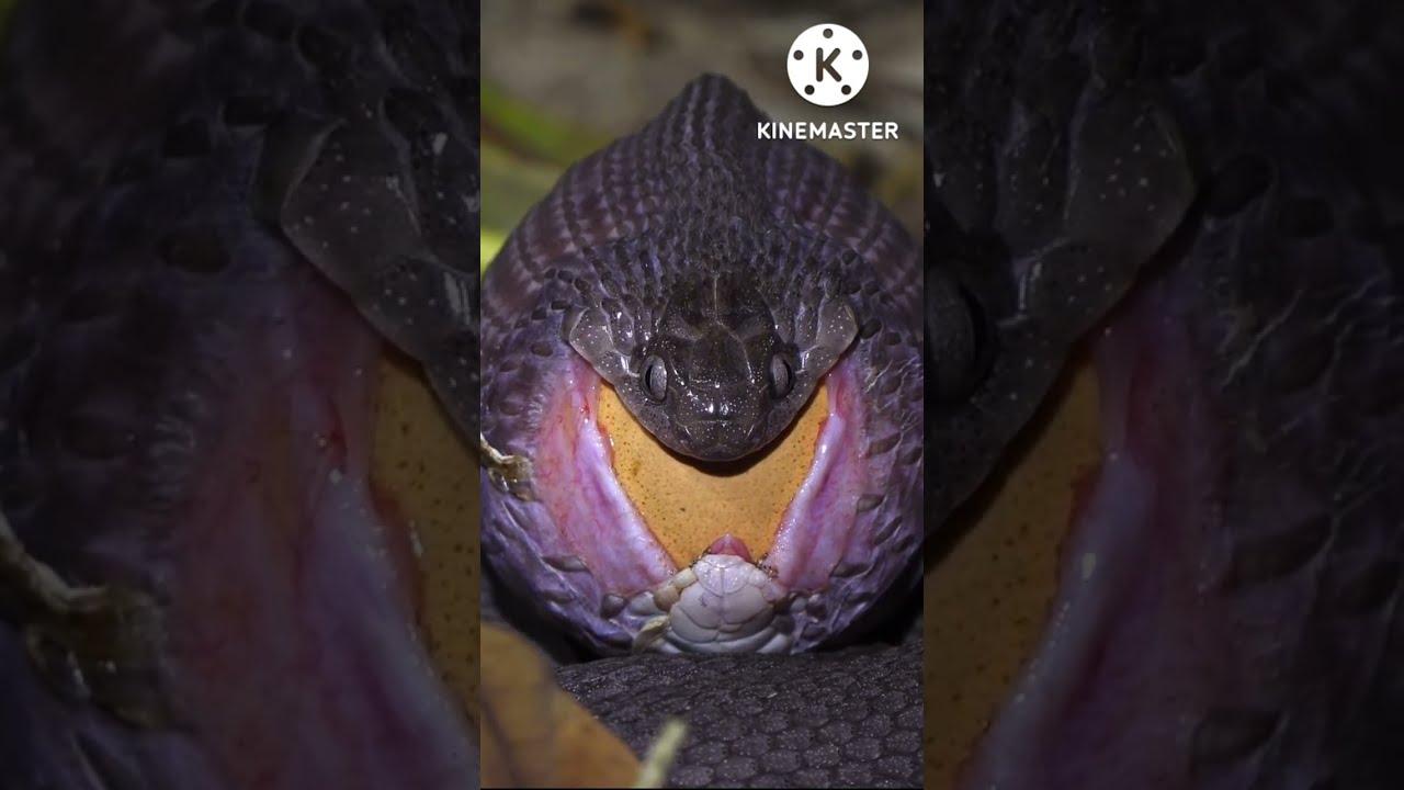 Egg Eating Snake || Swallowing Huge Chicken Egg - YouTube