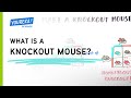 What is a knockout mouse?