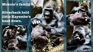 Mokolo’s family- Silverback gorilla held little Kayembe’s head down.