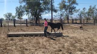 Toas and Riah in Colorado Horse Rescue Network's the Great Pony Challenge 2022