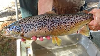 Trout Spawning at Massachusetts Hatcheries