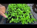 How to Grow Lettuce in Containers  Beginner Growing Guide