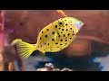 ミナミハコフグ　yellow boxfish　ostracion cubicus linnaeus