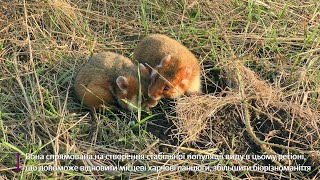 Друга група хом'яків оселилася у Тарутинському степу 🐹🌾