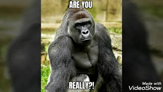 funny gorilla memes compilation #1