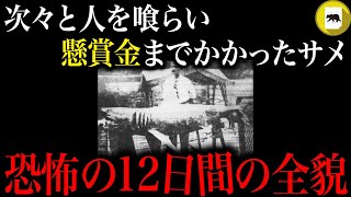 人を次々と食い、懸賞金までかかったホオジロザメ。サメが人間を襲い続けた12日間の全貌「ニュージャージー州サメ襲撃事件」