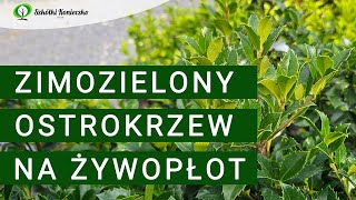 Zimozielony Ostrokrzew na Żywopłot | Mrozoodporna Odmiana 'Heckenfee'