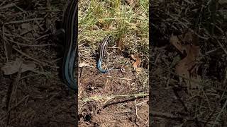 Skink lizard in Michigan with bright blue tail! #skink #michiganwildlife #lizard