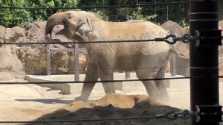 スーリアさんのおたけび😲アルンも心配したゾウ🐘2022年8月10日　ゾウの住む森