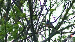 A bluethroat is doing absolutely nothing but chirping