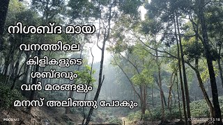 ഈ കാപ്പി തോട്ടത്തിൽ പുലിയോ ആനയോ വന്നാൽ പോലും അറിയില്ല||##kerala ##palakkad #naturedrops ||