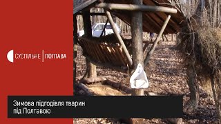 Зимова підгодівля тварин під Полтавою