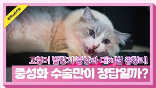 [펫공감50]고양이 발정기 증상 대처법 총정리, 중성화 수술만이 정답일까?