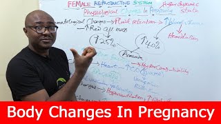 Physiological Changes In Pregnancy