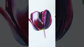 watercolor tulip painting