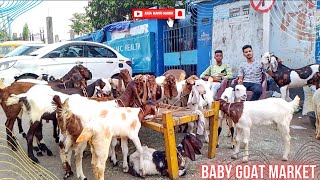 Raja Bazar Bakra Mandi Kolkata 2024 | Baby Goat for Sale Kolkata