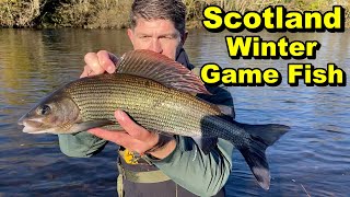 HOW TO - Catch MONSTER Winter Grayling the easy way - river fishing