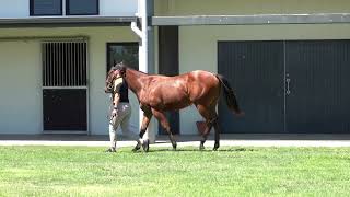 Lot 699 Exceed \u0026 Excel - Galway Girl Filly